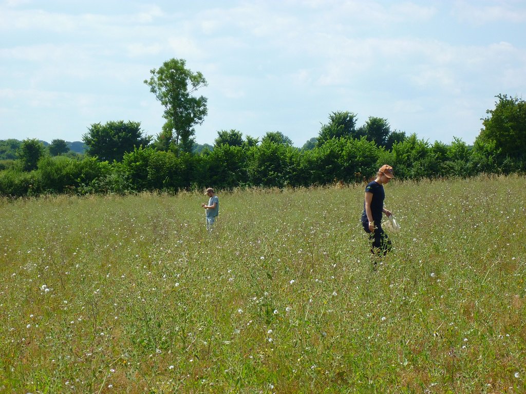 NatureBftB's tweet photo. Another success for our work with @Kew_MSBUK - a wonderful day of seed collecting among the fields alongside our fab Colour in the Margins project: https://t.co/Wu68X2HLzU. It's so satisfying to know that the seeds they collected will help the future of rare plants. @Love_plants https://t.co/byGB7zbCR4