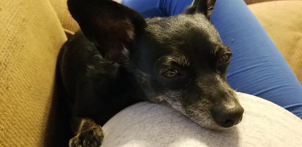 KY_LungBuster's tweet photo. Using the baby bump as a pillow. 💙 #dogsoftwitter #BABYBUMP #dogsnuggles #3weekstogo https://t.co/Y9qcRD6Y0R