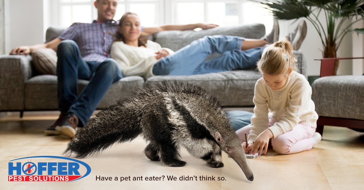 For those of you who don't have a pet anteater, we have your back. #entomology