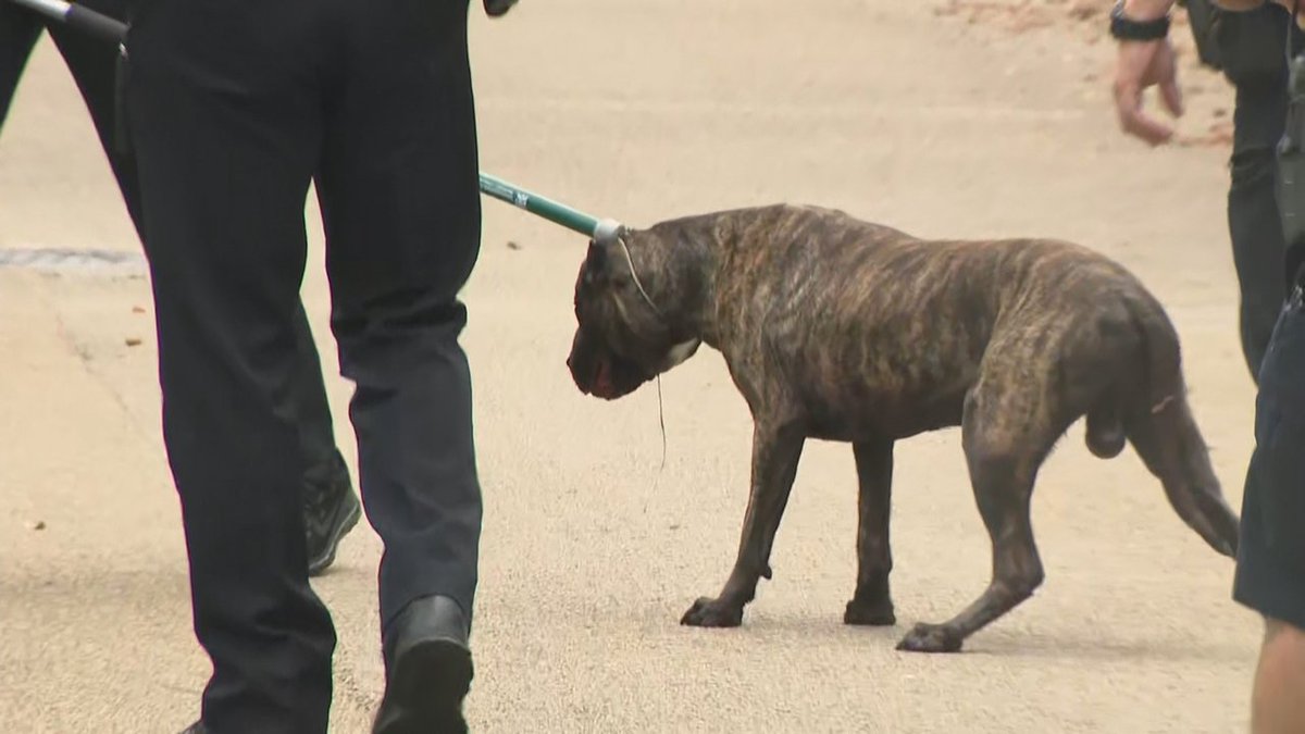 Police investigating after South Florida man shoots dog today. bit.ly/2NXue4N?utm_so… https://t.co/QuMbQNlrTM