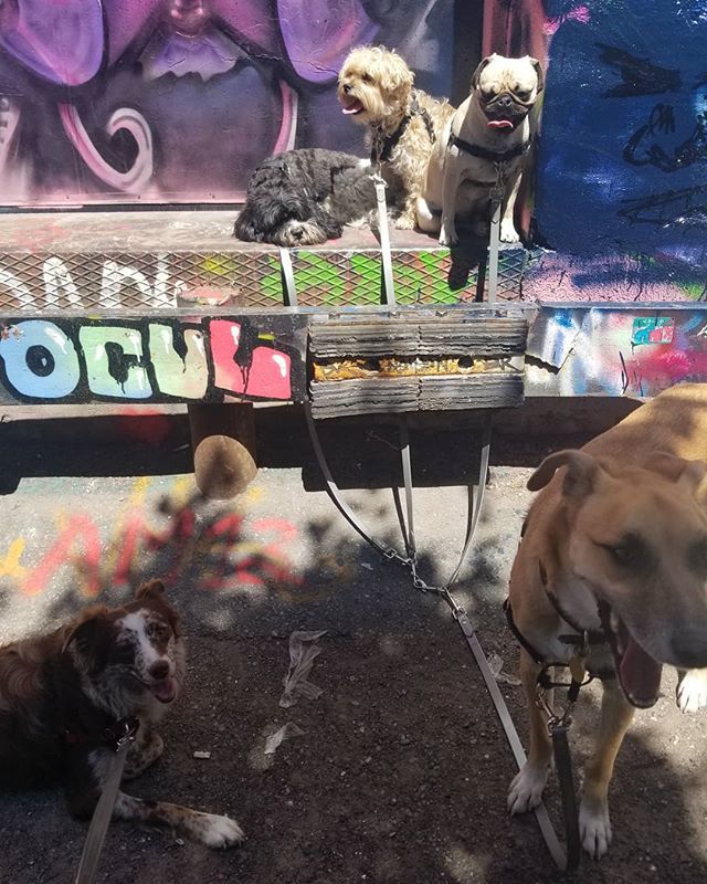 pupsofanarchy's tweet photo. Ellie got reunited today 🤗💓👐
.
.
.
#pupsofanarchy #pupsofinstagram #dogservices #dogsofinstagram #dogwalking #dogboarding #torontodogwalker #torontopooch #picturepawfect #torontodogwalks #joinourcrew #thesix #cutedogs #doglife #lovetoronto #captureto… https://t.co/JCfsAEsTpb https://t.co/UTqhjsYfGH