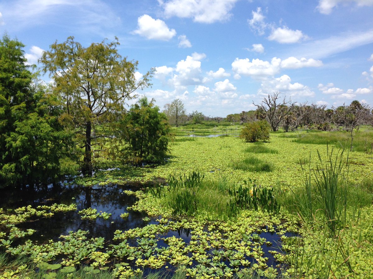 SFWMD's tweet image. These serene wetland scenes actually show the Nicodemus Slough water storage area. This project is a cooperative agreement with a private landowner to store excess water from Lake Okeechobee and help reduce the need for releases to the Caloosahatchee and St. Lucie estuaries.