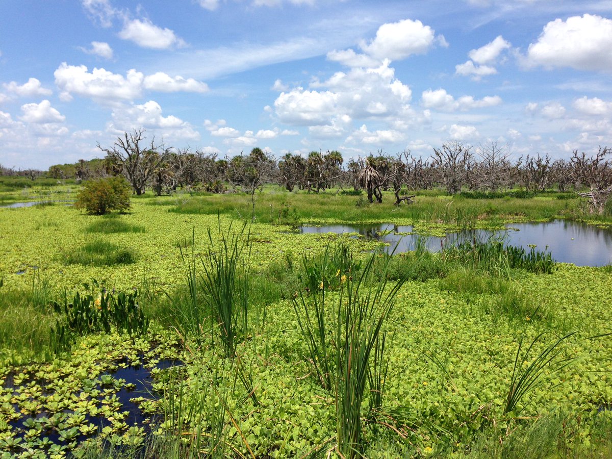 SFWMD's tweet image. These serene wetland scenes actually show the Nicodemus Slough water storage area. This project is a cooperative agreement with a private landowner to store excess water from Lake Okeechobee and help reduce the need for releases to the Caloosahatchee and St. Lucie estuaries.