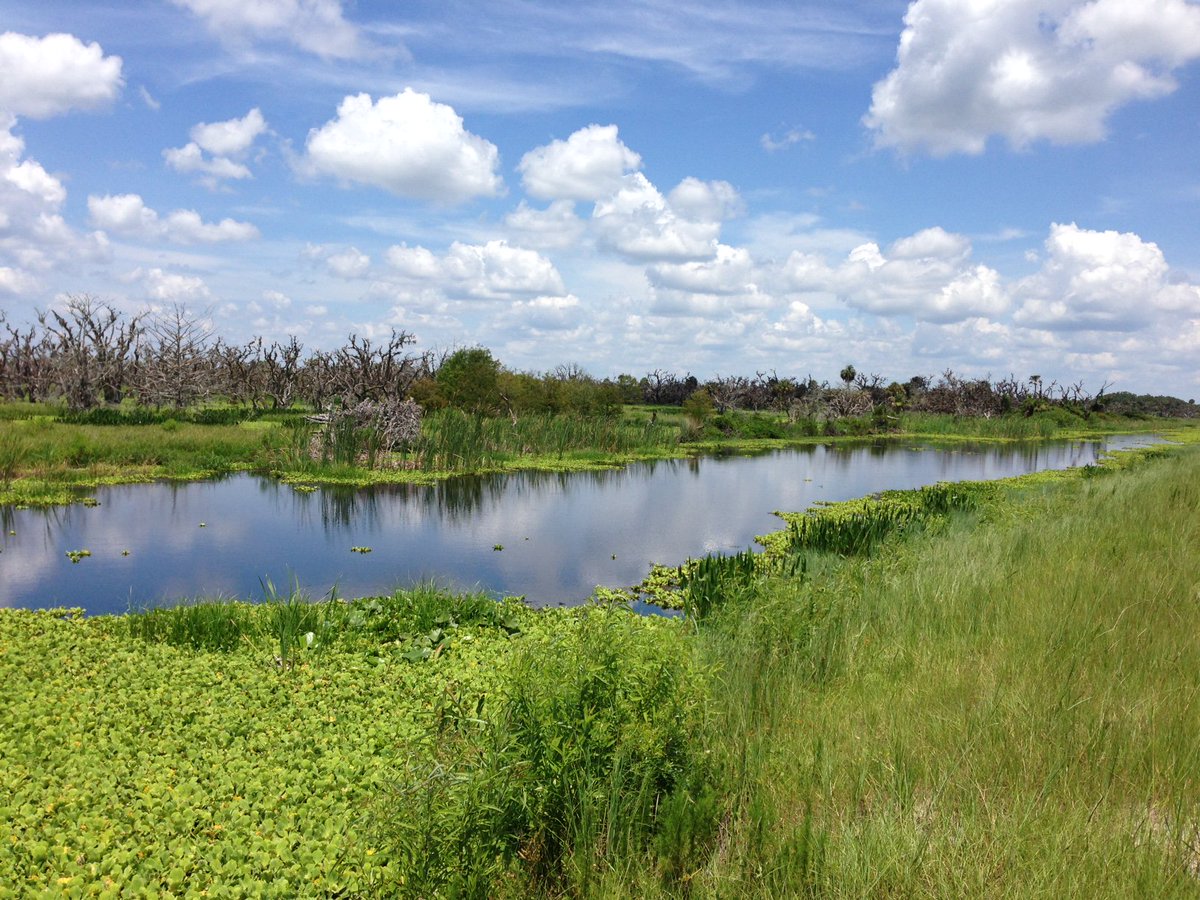 SFWMD's tweet image. These serene wetland scenes actually show the Nicodemus Slough water storage area. This project is a cooperative agreement with a private landowner to store excess water from Lake Okeechobee and help reduce the need for releases to the Caloosahatchee and St. Lucie estuaries.