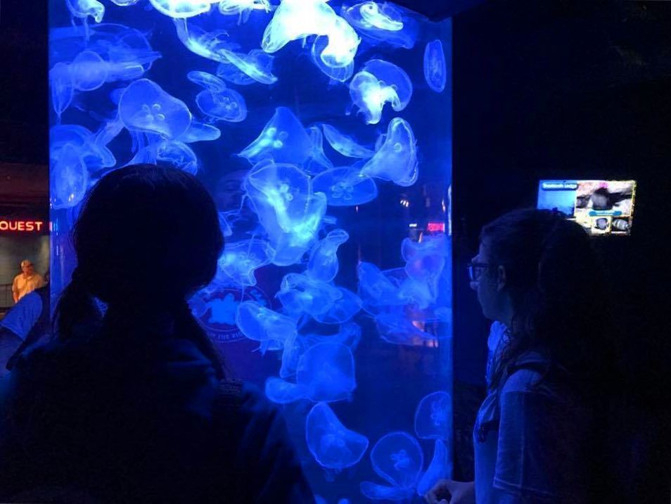 SeaTurtleCamp's tweet image. Did you know jellyfish have been around for millions of years, even before dinosaurs? 🦕 || The #Leatherbacks had a great time going behind the scenes of the aquarium!