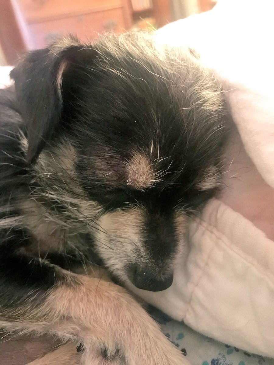 RosesHateTrump's tweet photo. WOKE isn't really feeling any #TuesdayMotivation
He prefers to stay in bed
But he sends puppy kisses to all his fellow warriors in #TheResistance
ππΎππΎππΎπ
Maybe tomorrow he'll get up
#petsresist #chihuahuas #LoveIsLove #KindnessMatters #petsunite #DogsofTwitter https://t.co/3J0JC5lXUa