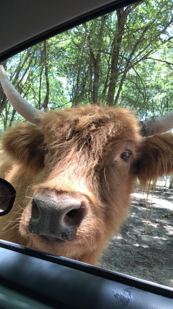 baileee_'s tweet photo. All I know is this weekend @austinomar98 surprised me and took me to see the animals and I was 100% happy ❤️❤️ https://t.co/HVufLZfjDb