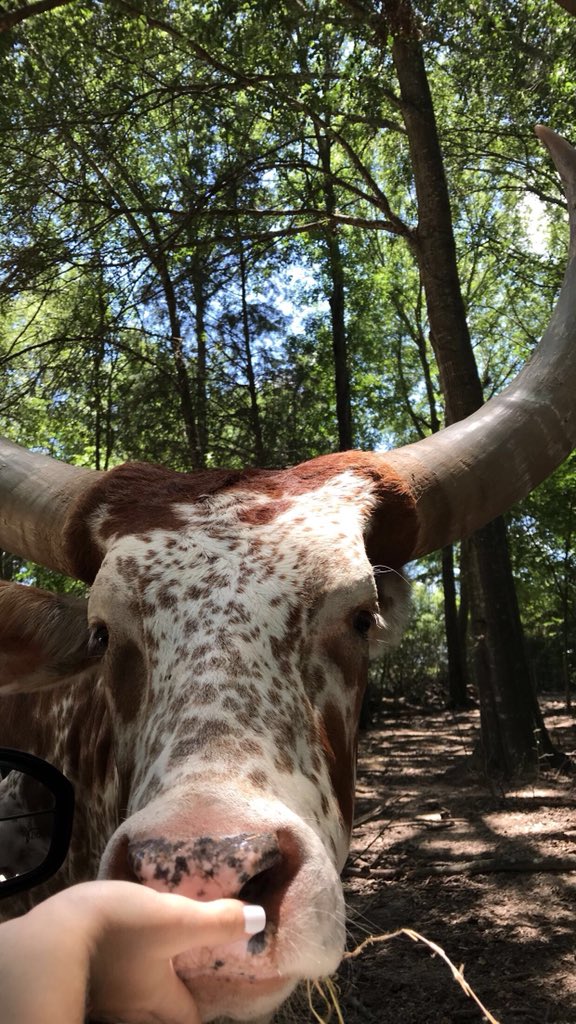 baileee_'s tweet photo. All I know is this weekend @austinomar98 surprised me and took me to see the animals and I was 100% happy ❤️❤️ https://t.co/HVufLZfjDb