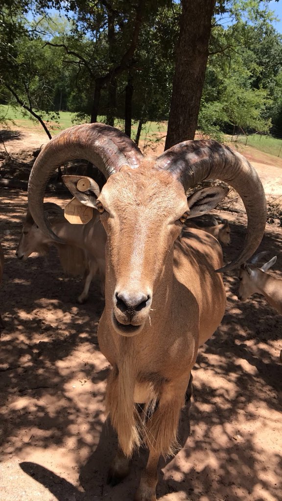 baileee_'s tweet photo. All I know is this weekend @austinomar98 surprised me and took me to see the animals and I was 100% happy ❤️❤️ https://t.co/HVufLZfjDb