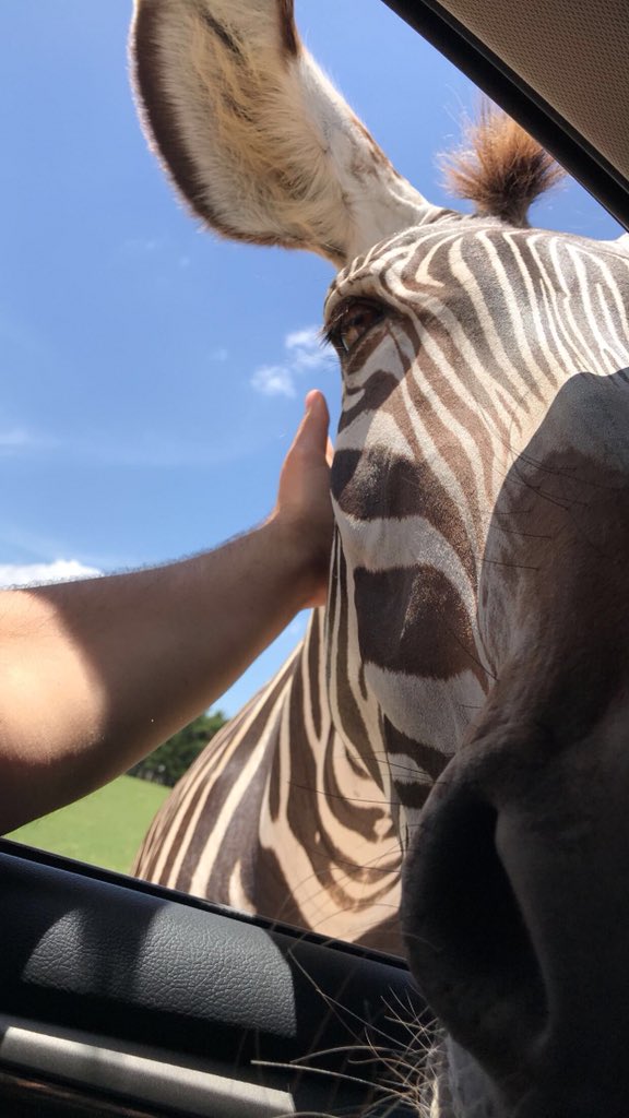 baileee_'s tweet photo. All I know is this weekend @austinomar98 surprised me and took me to see the animals and I was 100% happy ❤️❤️ https://t.co/HVufLZfjDb