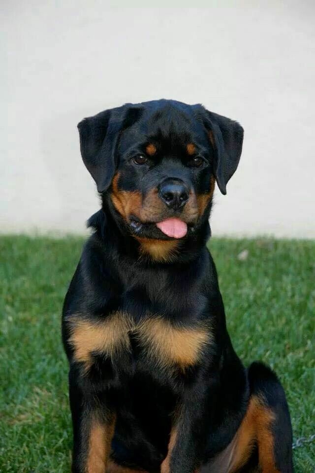 fofurentos's tweet photo. Iti malia 😍 https://t.co/eHG5aUvD8o