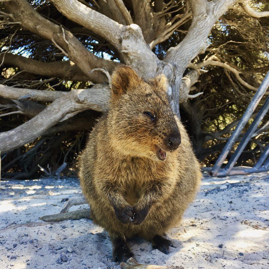 Australia's tweet photo. There’s nothing better than a #quokka that laughs at all your jokes 😆

(via IG/travelivi on @rottnestisland, @westaustralia) #seeaustralia https://t.co/fkdtYzwpU5