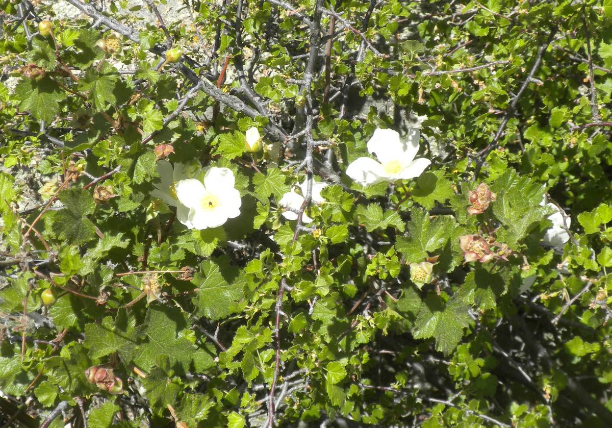 biologistdave3's tweet photo. The (now 17 year old) #WalkerRanch Fire has responded with nice shrub growth. Boulder raspberry, cliffbush, chokecherry, currant. Great diversity (and berry production) makes for great #wildlife habitat. https://t.co/6KEmnIP91d