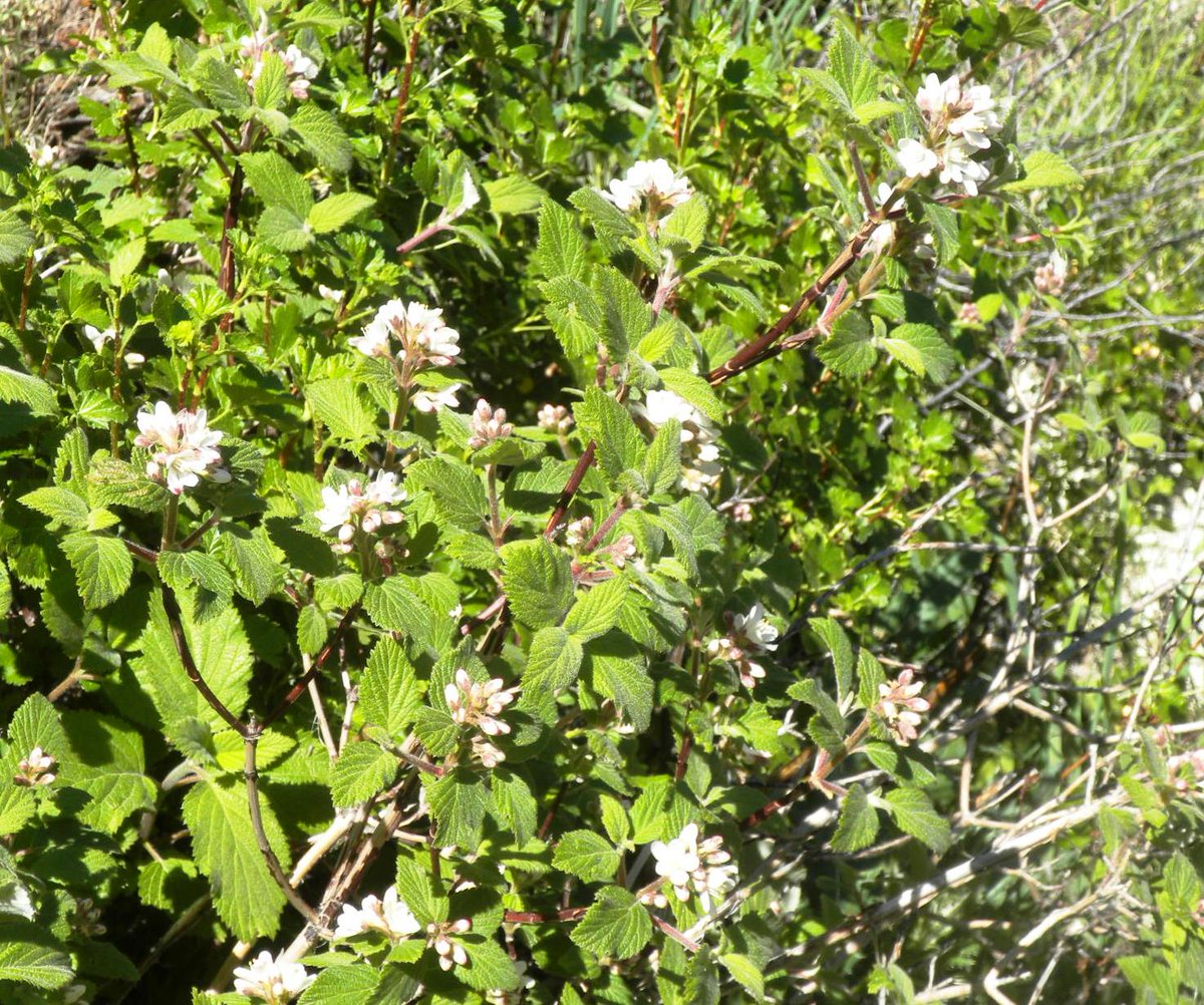 biologistdave3's tweet photo. The (now 17 year old) #WalkerRanch Fire has responded with nice shrub growth. Boulder raspberry, cliffbush, chokecherry, currant. Great diversity (and berry production) makes for great #wildlife habitat. https://t.co/6KEmnIP91d