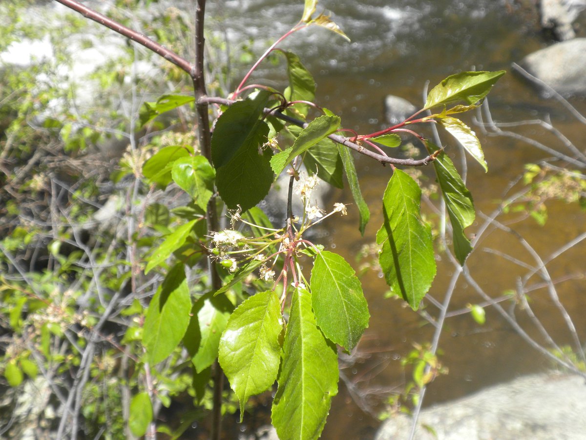 biologistdave3's tweet photo. The (now 17 year old) #WalkerRanch Fire has responded with nice shrub growth. Boulder raspberry, cliffbush, chokecherry, currant. Great diversity (and berry production) makes for great #wildlife habitat. https://t.co/6KEmnIP91d