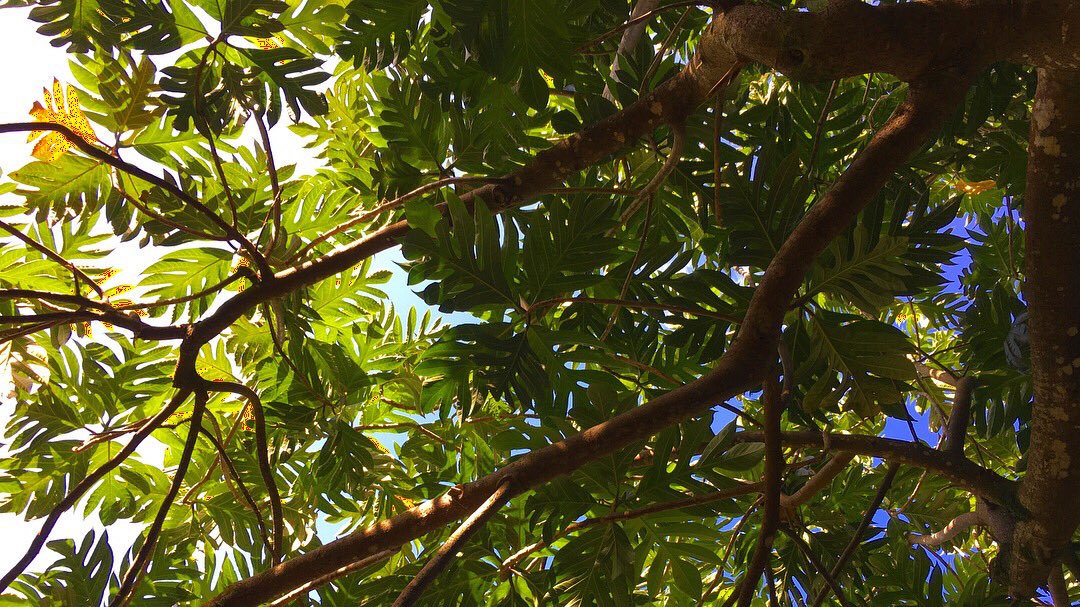 NTBG's tweet photo. As fun as #emoji are 🌴🌿🌸🌱🌻🍁🌲🌵🌼💚, there’s nothing like the real thing! #saveplants #WorldEmojiDay2018 https://t.co/DKsY1JMzr3