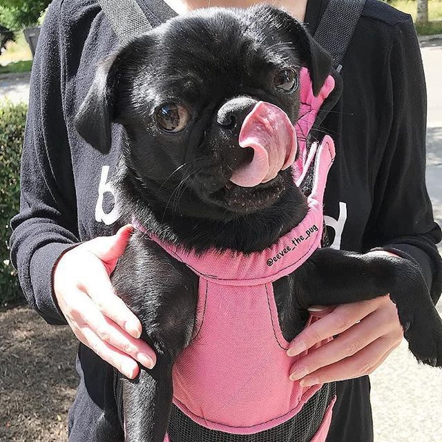 Happy #tongueouttuesday with sweetie @eevee_the_pug! 🖤⠀
·⠀
·⠀
·⠀
·⠀
·⠀
#blackpugpuppies #speakpug #puglife #blackpuglove #puglove #blackpugoftheday #pugsnotdrugs #tongueouttuesdaymodel #blackpug #blackpugsrule #blackpugpuppy #blackpugsofinstagram… instagram.com/p/BlWIJg4hX1R/