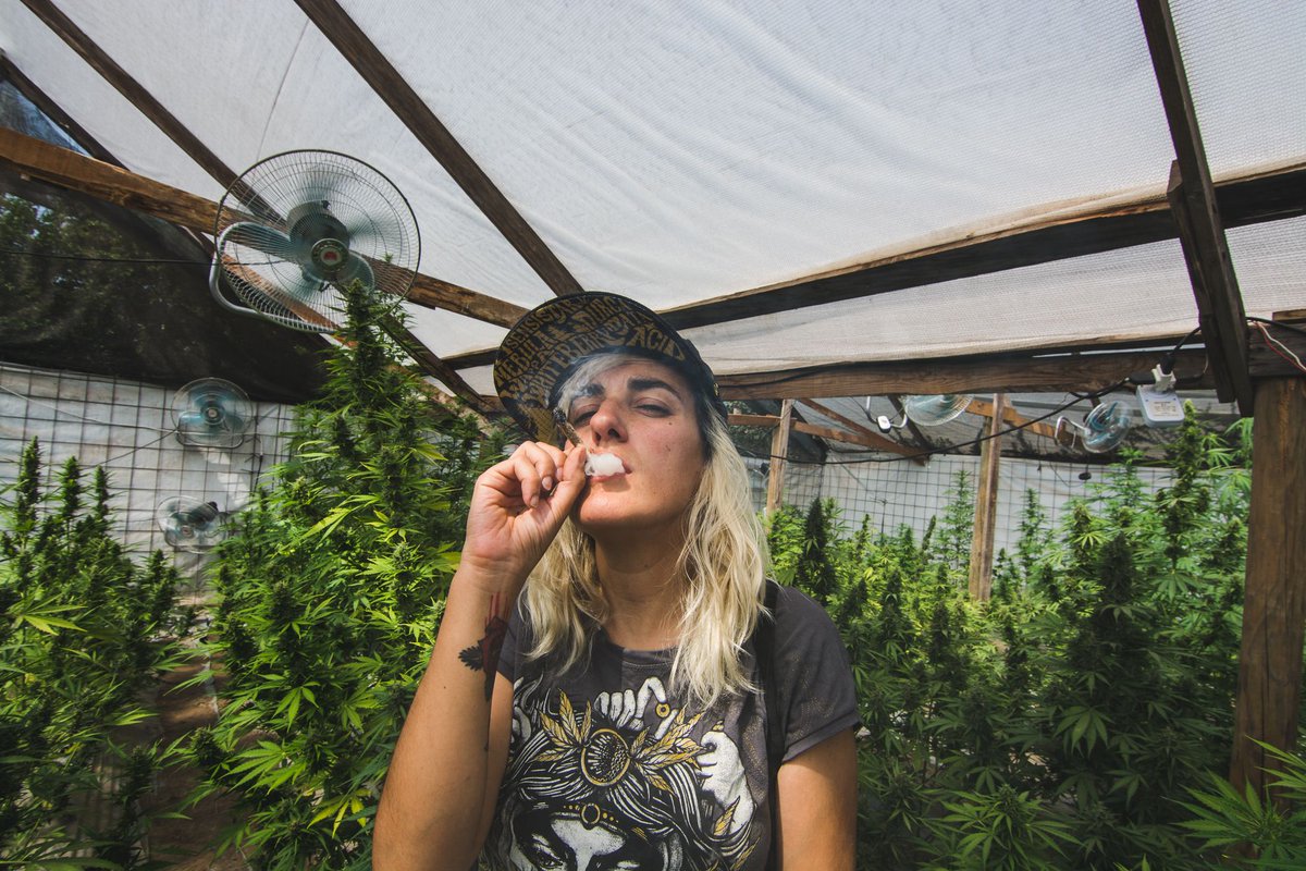 Did you know? The first recorded use of #Marijuana was in #China, over 4700 years ago.
#FinestSeedCollection #ParadiseSeeds