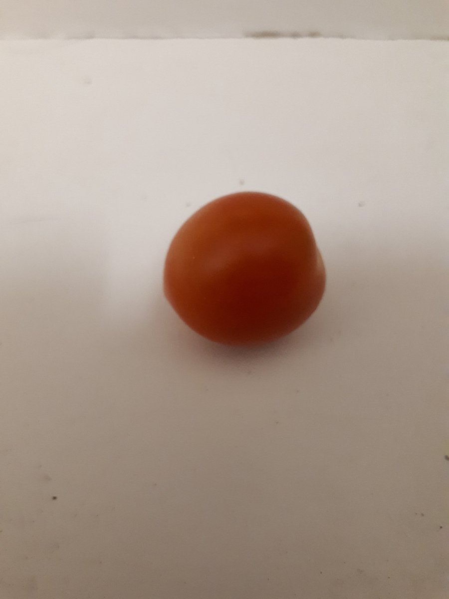 QuackingtonH's tweet image. Our first ever quackaponic tomato. Unfortunately I left it on the side and one of the dogs ate it!!