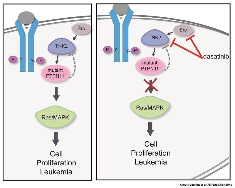 scisignal's tweet image. Dasatinib: a potential ready-to-go treatment for #acutemyeloidleukemia and #JMML @OHSUKnight bit.ly/2NV4TZo