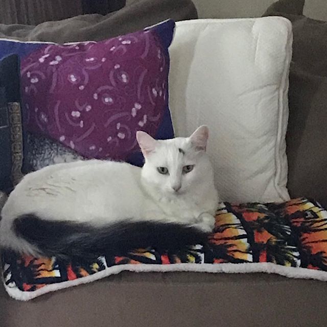 BlancaTheKitty's tweet photo. Cozy on her new cat mat on this stormy afternoon. #felinelove #blancathekitty #catsofinstagram #catladybox #sleepycat #tot https://t.co/8TWUSPEYjw https://t.co/3DsK85aLI2