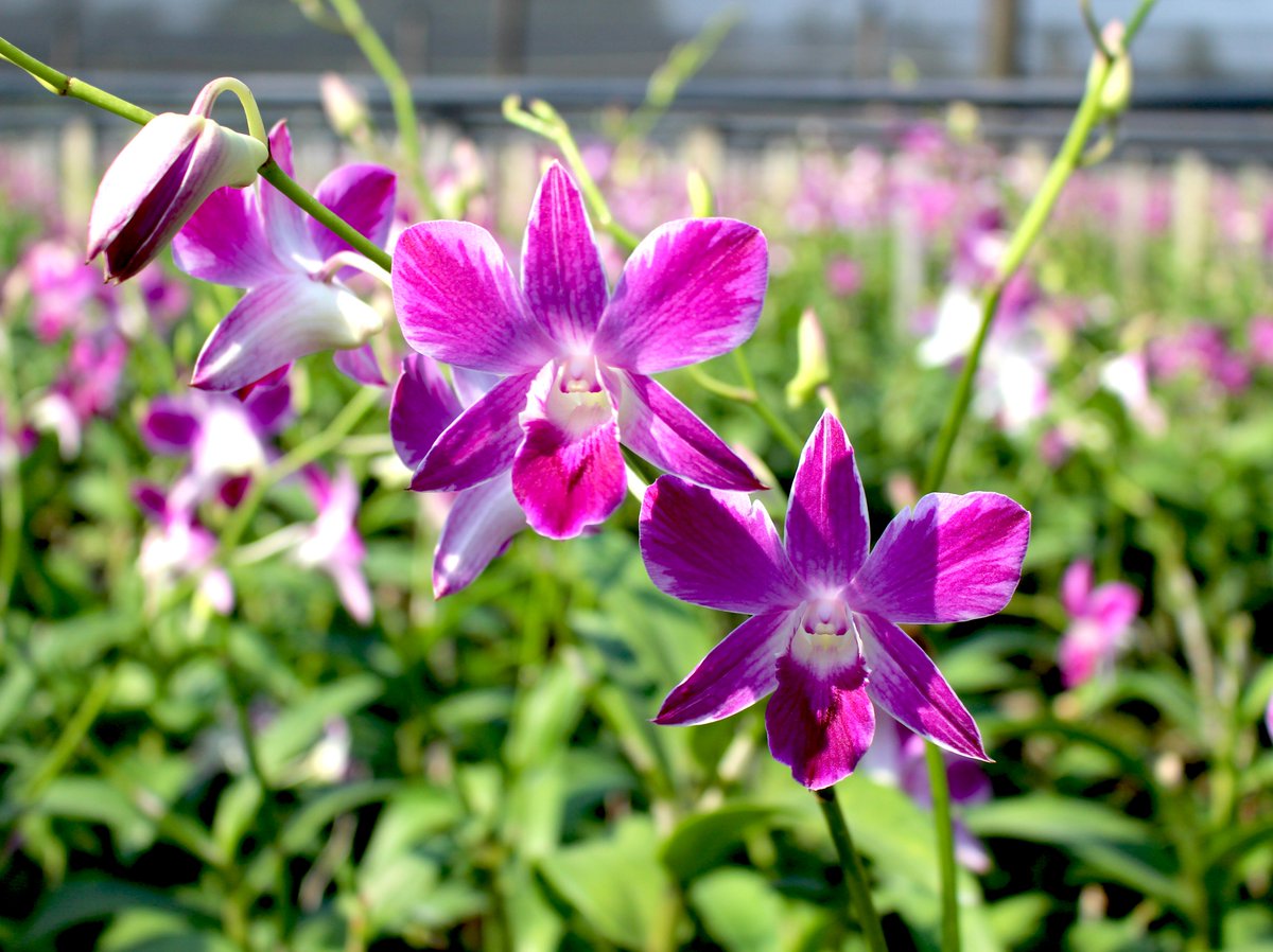ThaiOrchidsExp's tweet photo. "Deep in their roots all flowers keep the light." - Theodore Roethke

More: https://t.co/4ldU0ejnEj 🌸

#QuoteOfTheDay #Flowerslovers #OchidsLovers #ThaiOrchidsExport #CutOrchids #Orchids #ImportThaiOrchids #ImportThailandOrchids #Freshcutorchids https://t.co/d3eiCTDuuV