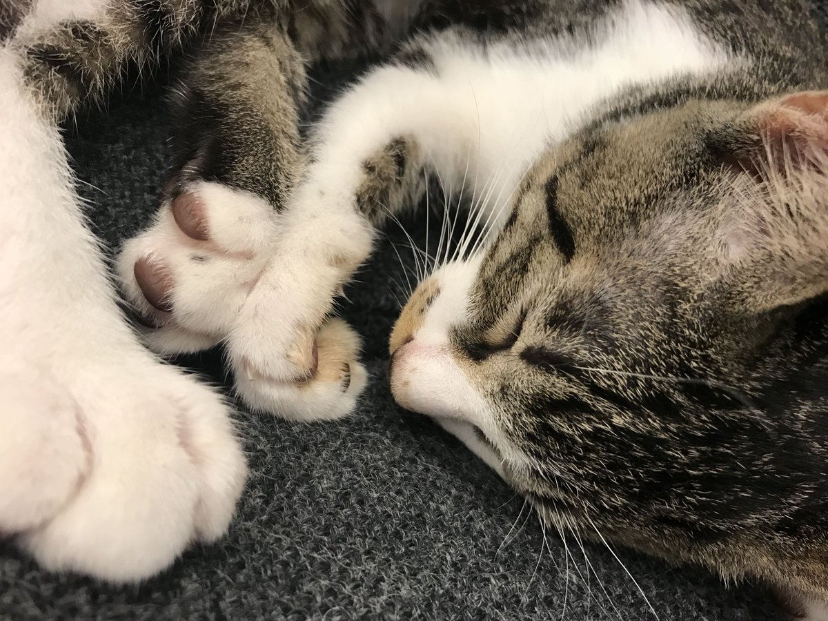 office_neko's tweet photo. もふもふすやすや。

#猫社員
#猫社長
#もふもふ
#ふわもこ部
#キジトラ
#のらねこ部
#ねこばか
#ねこら部
#にゃんこ
#ねこ好きさんと繋がりたい
#ねこ好きさんとつながりたい
#猫好きさんと繋がりたい
#猫好きさんとつながりたい https://t.co/1ZbwO7oTfj