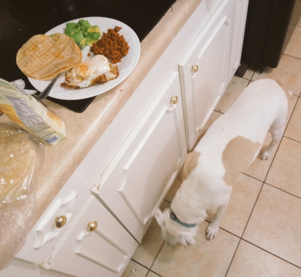 RubyDawgOffcial's tweet photo. Ah smell sumtin gud! @RustyIvey did ya drop any? Ahll clean it up if ya do...

#dogsoftwitter #rubydawg #dogcelebration #sniffingaround #breakfast #RockinRuby https://t.co/r1cvpKNxmS