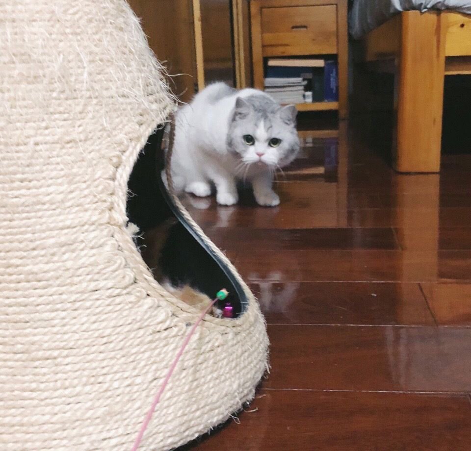 YcsjPet's tweet photo. It seems to be looking for something https://t.co/S5CJ4cZxpr