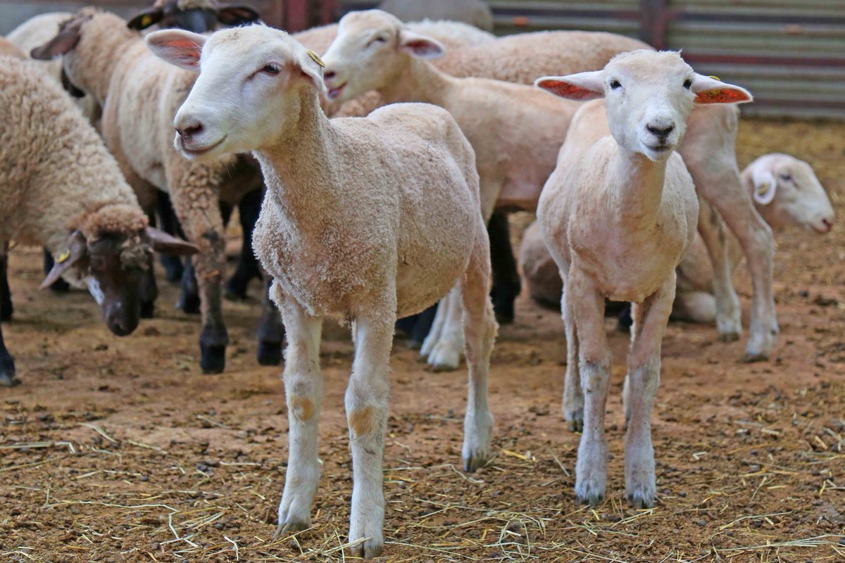 羊の刈り取りコードレス プロの羊の刈り取り 羊の山羊の羊毛を剃るためのコードレスの頑丈な電気充電式羊毛の刈り取り機牛農場の家畜