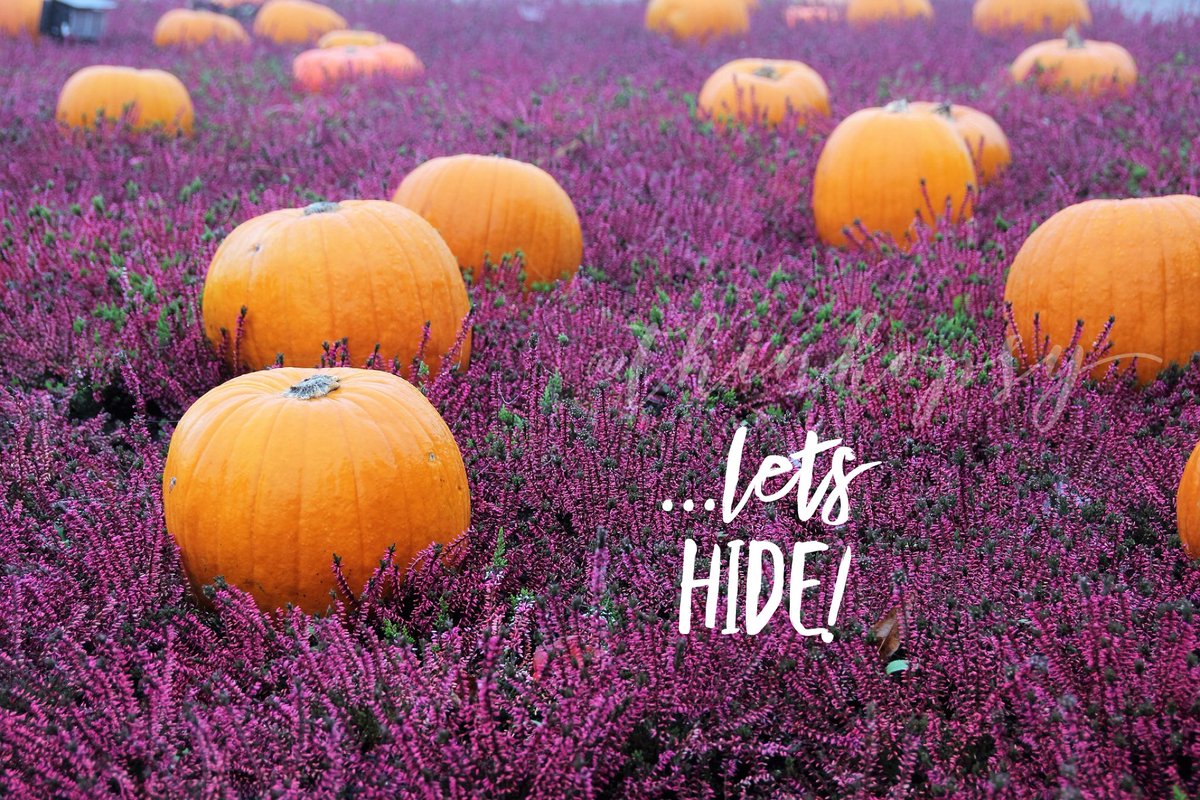thinkopsy's tweet photo. #Pumpkins 🎃 have a voice too! 46 days till #Fall @LibbysPumpkin @TheRealPSL https://t.co/9mg0dVjz2z