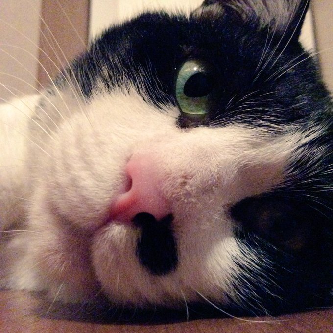 うちのニャンは早速、廊下に非難していやす
溶けかけてて可愛いのさ 