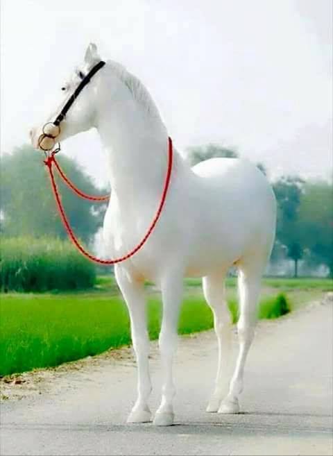 NancyWi89990442's tweet photo. Spectacular white horse ✨✨ https://t.co/E9RK4t7l7f