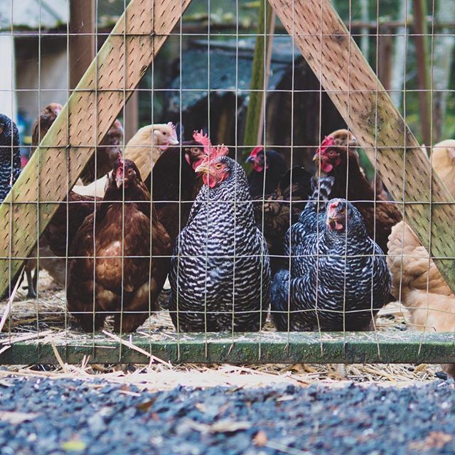 My client’s chickens giving me the side eye. 🐔
.
#chickensofinstagram
#skeptical 
#portludlow ift.tt/2LqMiCU
