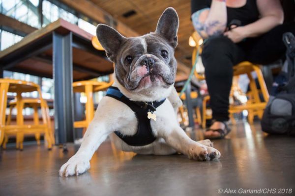 jseattle's tweet photo. Capitol Hill Pets | At Optimism, vive la Franc! https://t.co/PD4aY80FPn https://t.co/KfDnAgdMUq