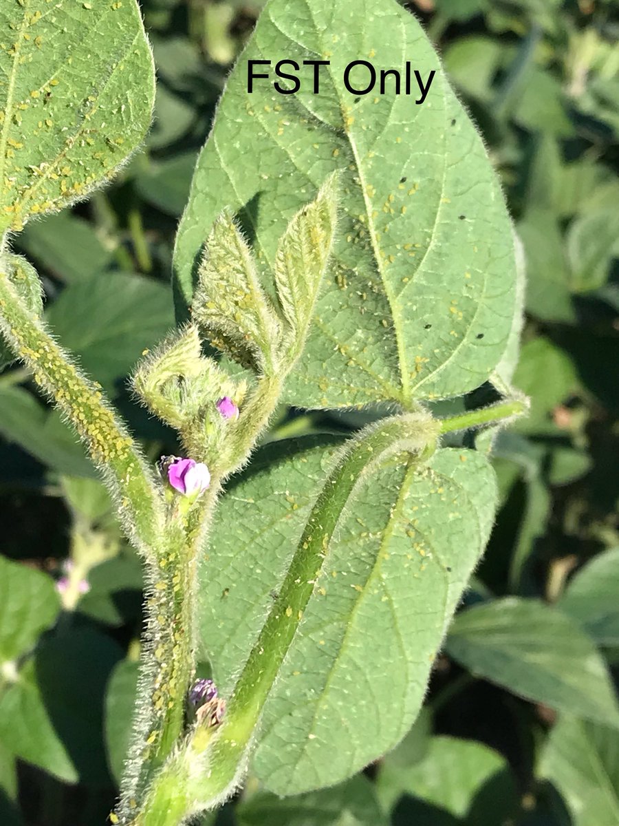 Wow! Solid Aphid protection from our new Lumiderm Seed Treatment! Had to see it to believe it! <a href="/PioneerSeedsCA/">Pioneer Seeds Canada</a> #NeverMissRepresent #ToTheRow