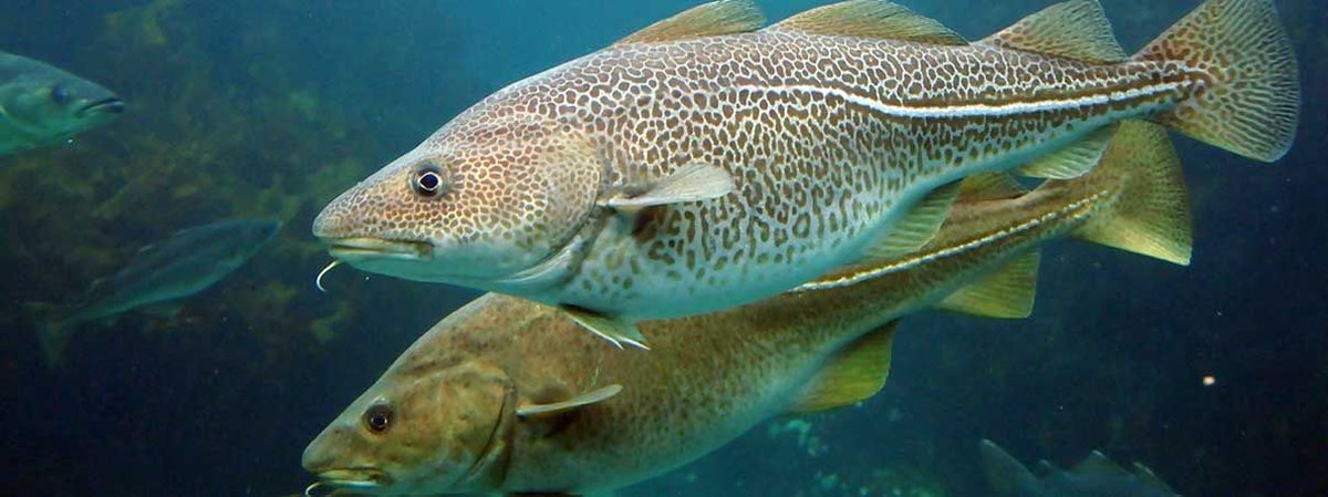 Teleferika_'s tweet photo. Species evolve more than twice as fast at poles as in tropics: study
https://t.co/sHUqLwQvNL https://t.co/3psSC5N7Mm