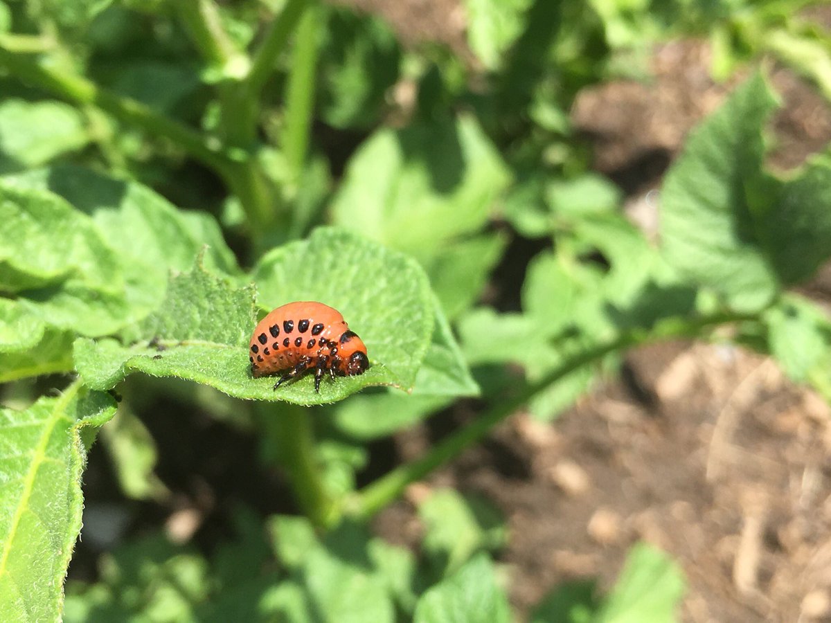 Kevin O Shea Natureeducator A Twitter Invasive Critter Of The Day Here In Ontario Canada Colorado Potato Beetle Larvae At Upper Canada Village Near Cornwall Nature Outdoors Agriculture Gardening Bugs T Co 3wejjegkgz Kevin O Shea Natureeducator A Twitter Invasive Critter Of The Day Here In Ontario Canada Colorado Potato Beetle Larvae At Upper Canada Village Near Cornwall Nature Outdoors Agriculture Gardening Bugs T Co 3wejjegkgz