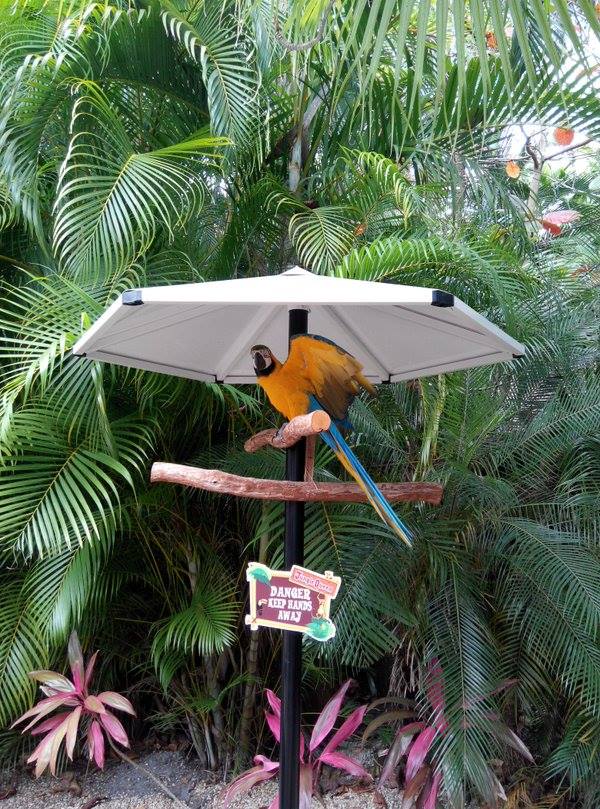 JungleQueenFL's tweet photo. Summer's in South Florida are HOT HOT HOT!!  #JungleQueenIsland #DiscoverFtLauderdale #MoreThanABoatRide #GotFun #IslandAnimals #CaptureAMoment #TropicalTuesday https://t.co/dmXRKijYdR