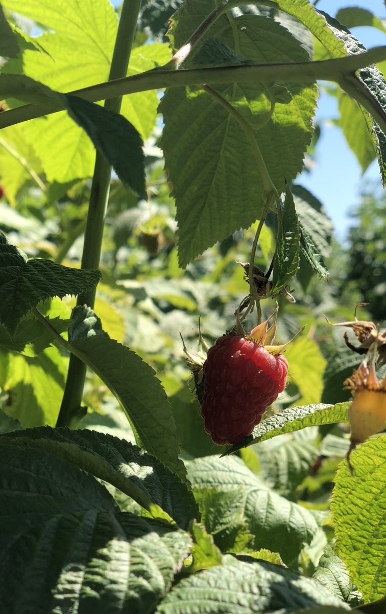 meronduh's tweet photo. its berry szn👅👅👅 https://t.co/SDh0jdHVPD