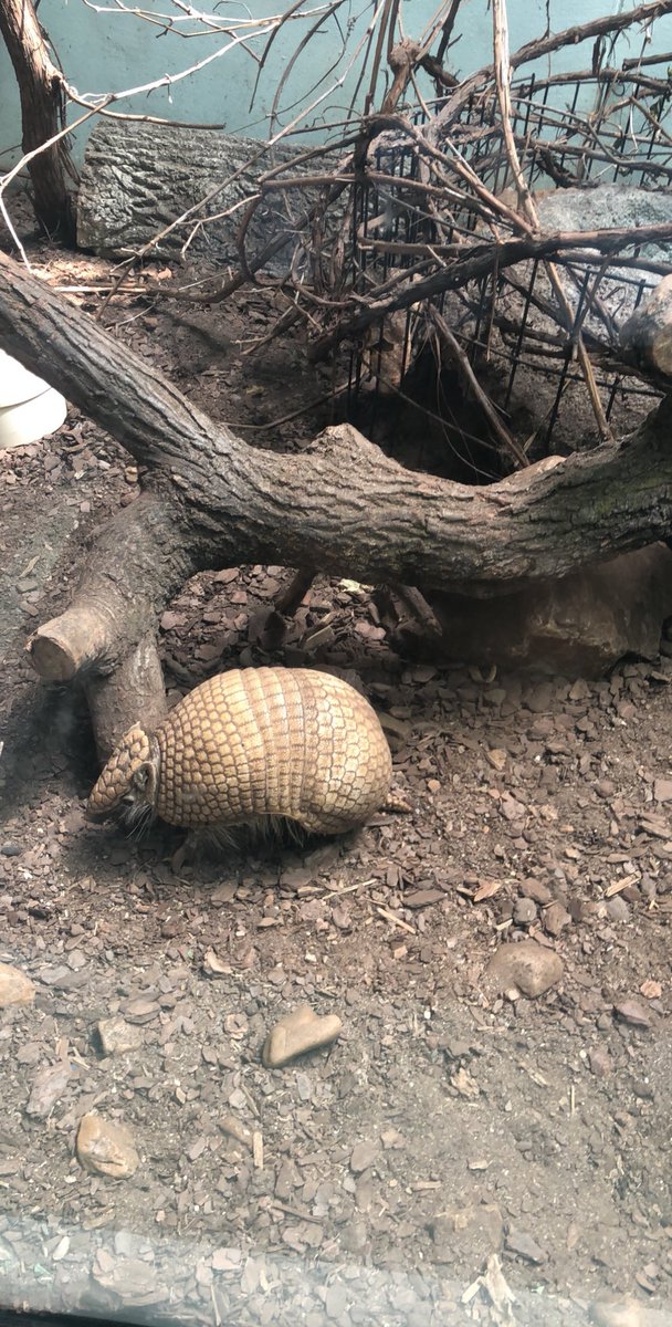 emma__paige's tweet photo. So @KeeganThough and I were at the zoo yesterday looking at this cute little armadillo when this 10 year old girl, who should’ve known WELL what kind of animal this is, walks up and says “that’s a penguin” 

?!?!?!?! https://t.co/RIeSu1MQrE