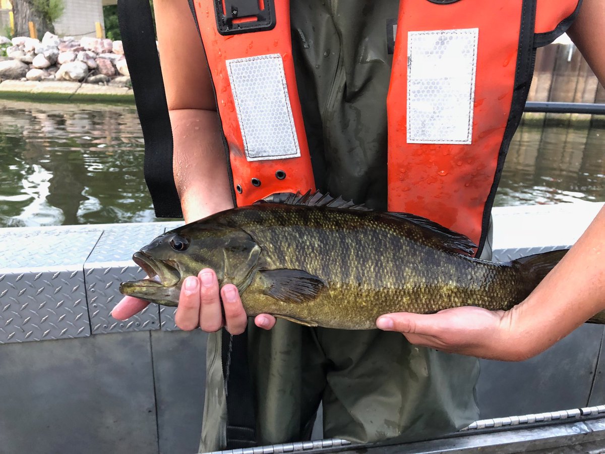 Beautiful Smallmouth Bass caught in Etobicoke Creek. Great way to start out the night!