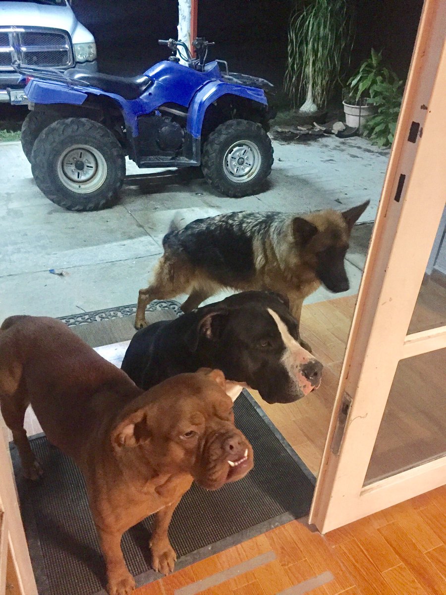 LuiginaDM's tweet photo. 🐶😄Obedience Vs Laziness🤦🏻♀️😂
Kia, Negro, Loba & Sasha
#obedientdogs #lazydogs #housepets https://t.co/4huheYXvEO