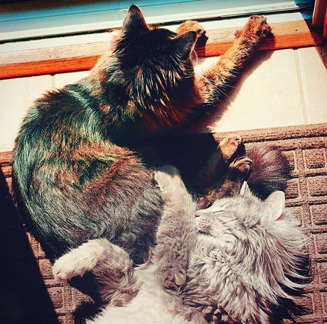 meripip's tweet photo. No really, I love it when you come into my personal space and put your paws on me 😤 #brothers #twins #leavemealone #worldemojiday #allstargame #wouldnt #thingsidstandinlinefor #nationaltattooday #cats #catsofinstagram #catstagram #catlover #cat #cato… https://t.co/hxwIT3U7xy https://t.co/a1MPeX1fWg