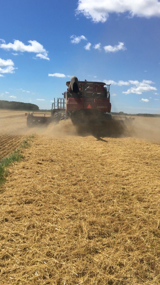 wolberg57's tweet photo. #pioneer wheat harvest under way in east central Wi. Moistures 14-15%, great test weight. #25R34 #seedconcepts https://t.co/xpqzUniGXy
