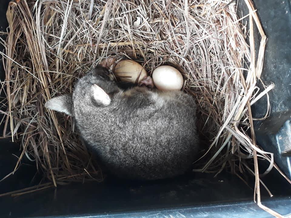 abcdarwin's tweet photo. Meet the 'chook nanny' possum with an eggs-traordinary identity crisis - https://t.co/76DbL38S6m https://t.co/A88XUhJoml
