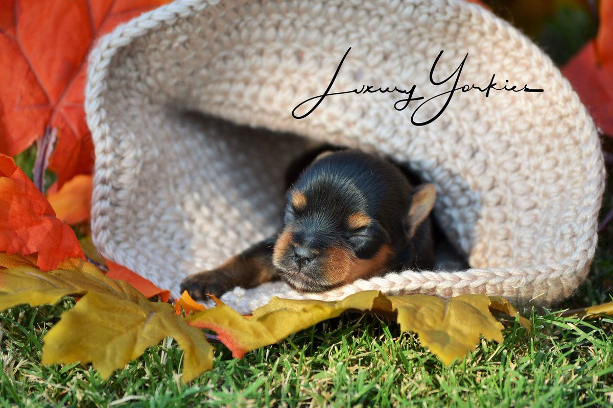 Luxury Yorkies (LuxuryYorkies) Twitter