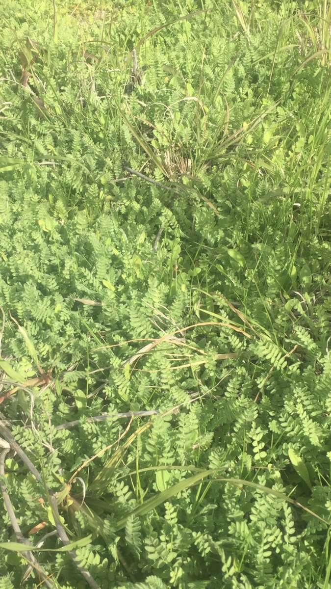 Spread serradella pod through some perennials about 4 years ago, looking good this year
