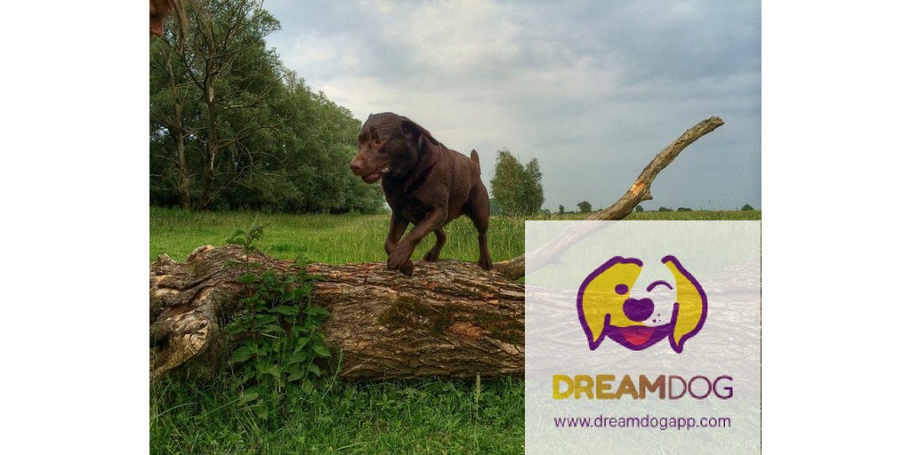Nature walks are the best kind of walks! #DreamDog
dreamdogapp.com