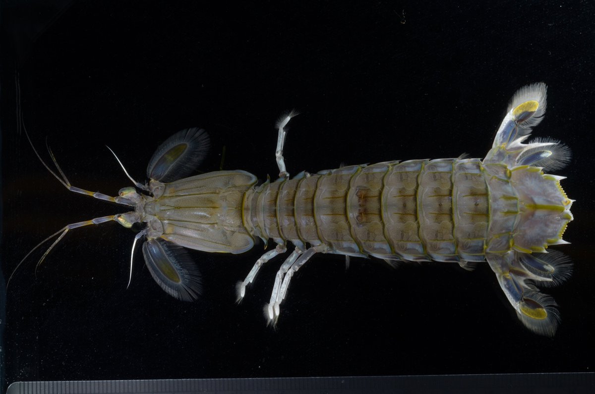 SImarineGEO's tweet image. The moment you&apos;ve all been waiting for...Critter of the Day goes to this stunning Squilla empusa. #MarineGEOCB #critteroftheday